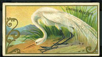 7 American White Egret